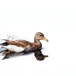 janstan English Book 28 Pages October 2006 Publication-0